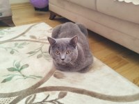 8 aylık british shorthair bütün vitamin aşıları tamamdır