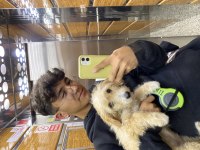 oyunsever hareketli yavru maltipoo