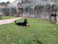 Sevimli, oyuncu ve akıllı 8 aylık dişi Alman kurdu