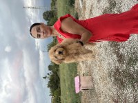 Toy Poodle Yavrularım sağlık ve arık garantilidir