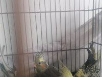 1 aylık sultan papağanı (lütfen açıklamayı okuyun)
