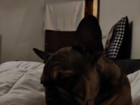 Daha 3 aylık çok tatlı çok sevimli ve uysal french bulldog