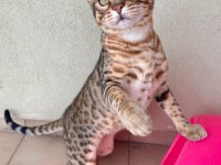 Savannah Kedisi Erkek 6 Aylık
