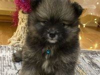 Pomeranian yavrularımıza yeni yuva arıyoruz