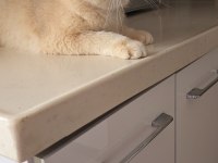 British shorthair by12 erkek 1 yaş