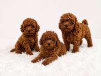 Yasal Ruhsatlı Çiftlikde Ziyarete Açık Toy Poodle