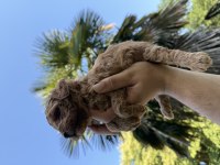 TÜRÜNÜN EN MİNİĞİ MİKRO POODLE REDBROWN