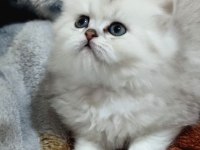 Harika ötesi british longhair isteyen buyursun