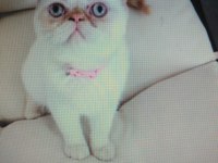 5 aylık exotic shorthair kızımız pamuk