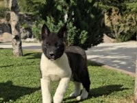 Safkan Amerikan Akita yavrular