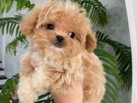 Teacup kore maltipoo yavruları