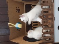 SCOTTİSH YAVRU KEDİLER