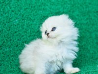 Prensesimiz NS1133 Scottish Fold Longhair 