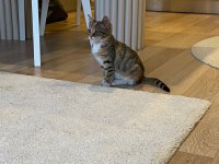 YAVRU KEDİMİZ SEVGİ PITIRCIĞI OYUNCU VE AKILLI