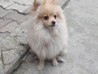 Pomeranian Spitz