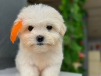 Orjinal Maltese Bebekleri
