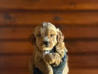 Maltipoo bebekler
