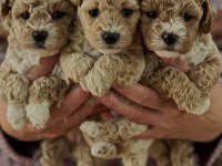 Maltipoo Yavrular Sağlıklı Minikler