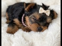 Yorkshire Terrier Yavrularımız