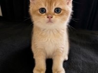 ŞECERELİ ANNE BABADAN SAF IRK KEDİMİZ