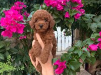 KIVIRCIK TOY POODLE KÖPEKLER