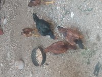 5 Adet 4 aylık 4 Ferik 1 Horoz