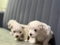 KÖPEKLERİMİZE YENİ YUVALAR ARIYORUZ