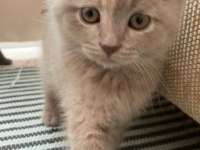 1 Aylık British Shorthair Yavrular
