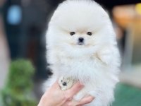 Boncuk Gözlü Pomeranian Boo Yavrusu