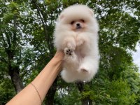 Pomeranian boo teddy