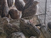 30-40 yumurtaya sende başlayacak genç bıldırcın