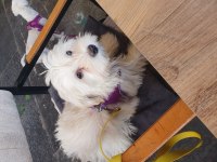 yavru dişi maltese terrier
