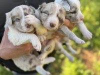 ANNE ALTINDAN RED MERLE BLUE MERLE BORDER COLLİE