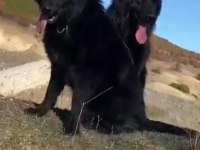 Safkan alman çoban köpeği