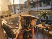 Bebek kediler yeni yuvalarına hazır