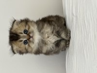 Son 2 yavru british shorthair