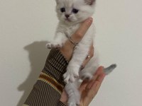 SAFKAN SCOTTİSH FOLD BRITISH SHORTHAIR YAVRULARIM