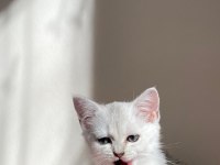 Sliver yavru kedim