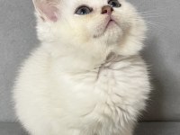 Point British Shorthair Erkek