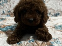 Toy Poodle Bebekler