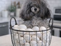 Korekan silver nadir renk poodle