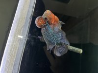 İTHAL RED DRAGON FLOWERHORN