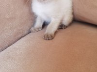 1 AYLIK SAFKAN YAVRU SİYAM KEDİSİ
