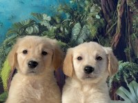 Baby Face Golden Retriever