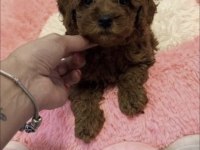 Toy Poodle Yavrumuz
