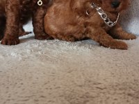 Toy poodle erkek yavrular