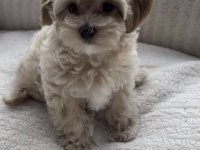 Maltipoo Safkan Köpeğimiz