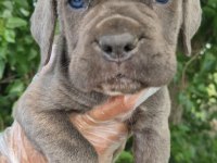 Irk ve sağlık garantili CANE CORSO yavrular