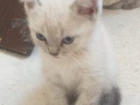 Blue Point Yavrular Scottish Fold