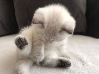 A kalite yavru scottish fold